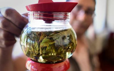 Rare Assam tea sold for ₹1 lakh per kg