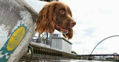 Scotland's only underwater sniffer dog retires after 11 years