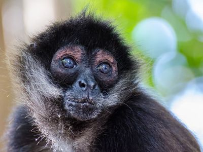 Monkey in bullet proof vest found dead in Mexico after bloody cartel shootout