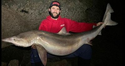 Man catches record-breaking shark in Wales