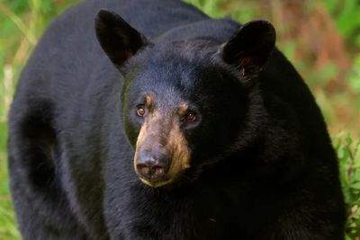 Big black bear takes a stroll through a Florida golf course community