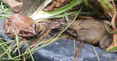 Woman shares how the 30 Days Wild challenged helped her mental health and fear of frogs