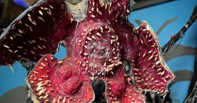 Edinburgh's Cocktail Geeks 'Stranger Things pop-up' sees fan travel over 500 miles