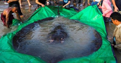 Massive stingray weighing 300kg and 13 feet long is world's BIGGEST freshwater fish