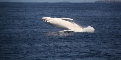 Is Migaloo ... dead? As climate change transforms the ocean, the iconic white humpback has been missing for two years