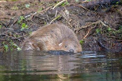 One of the first Beavers living in London for 400 years found dead