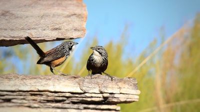 Indigenous rangers and scientists working to conserve endangered white-throated grasswren in Arnhem Land