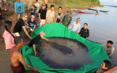 World’s largest freshwater fish found in Cambodia