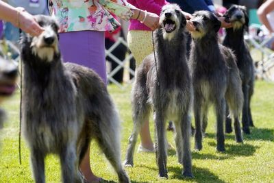 Dog show 101: What's what at the Westminster Kennel Club