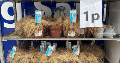 B&M sparks debate among supermarket shoppers after selling ‘dead’ plants for 1p