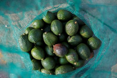Mexico to prohibit subcontracting of avocado, berry pickers