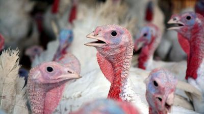 Pindarri Poultry farm in Lethbridge fined over 2020 avian influenza control breach