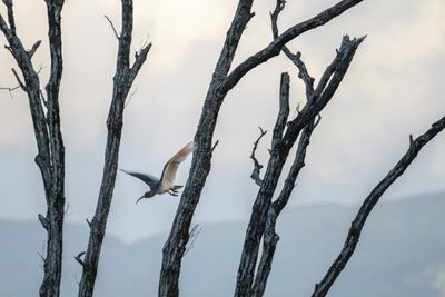 Modern phoenix: The bird brought back from extinction in Japan