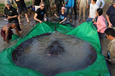 Stingray caught in Mekong believed world’s largest freshwater fish