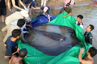 'World's biggest' freshwater fish netted in Cambodia