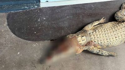 Pet crocodiles shot by owner in North Queensland after being denied renewal permit