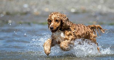 Vets' warning to all UK dog owners after cocker spaniel dies