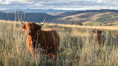 Prices for 'attractive' Highland cattle soar in Australia as tree changers drive up demand for breed