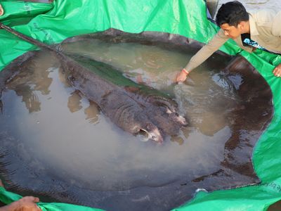 World's largest freshwater fish, almost 660 pounds, is found in Cambodia