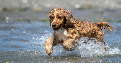 Vets issue warning to all dog owners after death of cocker spaniel