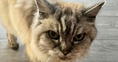 Cat owner reunited with her missing moggy... after it turned up 10 years later and 250 miles away