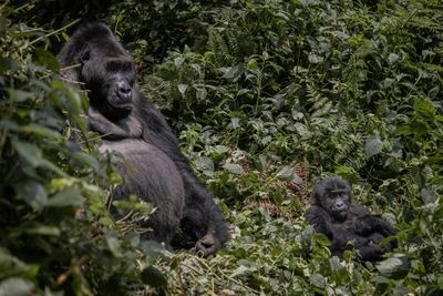 Biodiversity conference moved from China to Canada: UN