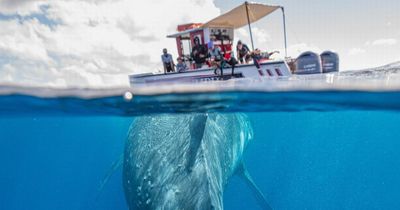 Whale seen lurking under tourist boat in extraordinary moment caught on camera