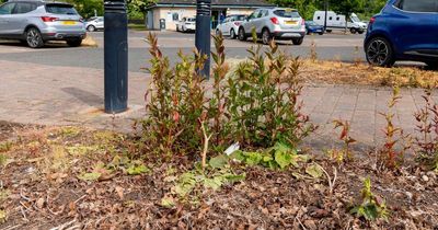 Perth and Kinross Council pledges to clear unkempt open spaces after action call on overgrown weeds