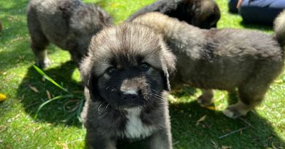 Rare litter of fluffy puppies set to grow extremely large desperately need new homes