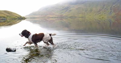 Vets issue warning to all dog owners this summer after death of Cocker Spaniel