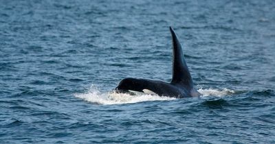 Famous killer whale who visited Derry in 1977 to be focus of city's Martime Festival