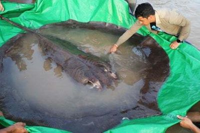 World’s largest freshwater fish, a giant stingray, caught in Cambodia