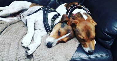 Edinburgh report reveals where and when your dog is the most at risk of being snatched