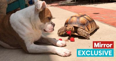 Dog and tortoise are best friends - and love cuddling up with each other