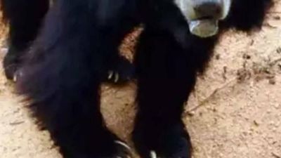 Forest staff capture bear after hours of efforts in Andhra Pradesh