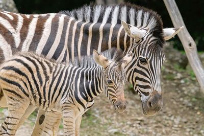 Rare Zebra Foal Shown Off By Proud Mom