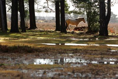 Police looking for naked man seen on golf course in New Forest