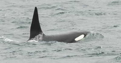 Wildlife photographer 'in tears' after spotting killer orca whales off Scottish coast following four day search