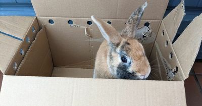 Baby rabbit found dumped in box in Leeds St John's shopping centre
