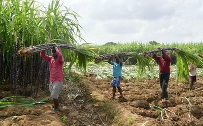 Farmers working in burnt sugarcane, paddy fields, at risk of chronic kidney disease