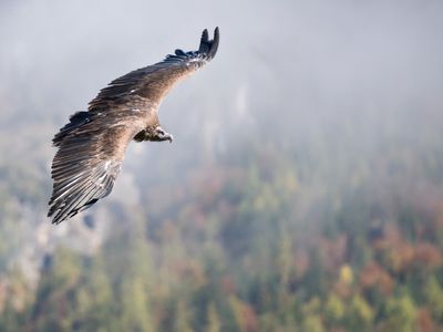 Europe’s largest bird of prey makes comeback after being driven to brink of extinction