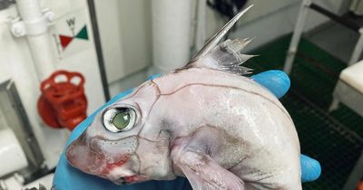 Man reels in mystery 'nightmare' fish from depths of ocean with burst eyeballs