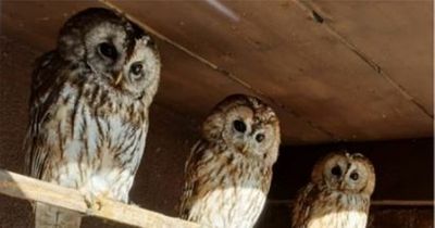 Owls and drugs seized as police raid uncovers poor conditions