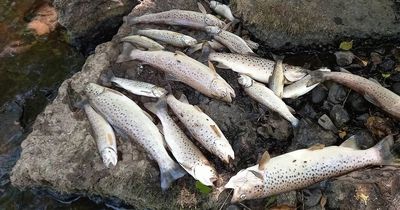 Thousands of fish 'wiped out' after slurry spills into Co Tyrone river