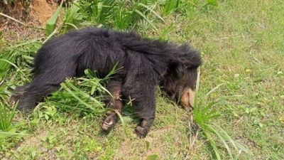 Andhra Pradesh: Killer bear dies after it was captured on its way to Vizag zoo