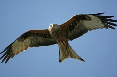 Estate sees general licence restricted after bird of prey found poisoned