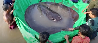 A fisherman in Cambodia bagged a 660-pound stingray