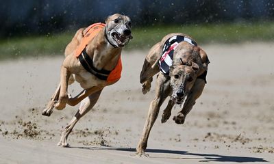 Greyhound racing is morally unjustifiable – it should be banned