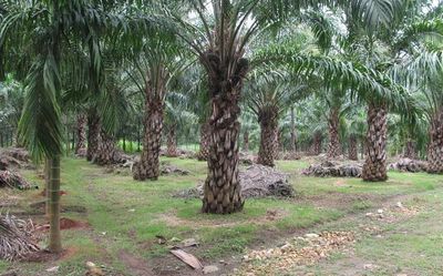 Oil palm mission: State that pioneered initiative still has potential to be country’s leader, say experts