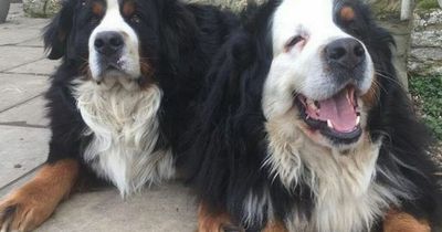 Beloved dog dies after being left in pet sitter's car that was 'like a sauna'